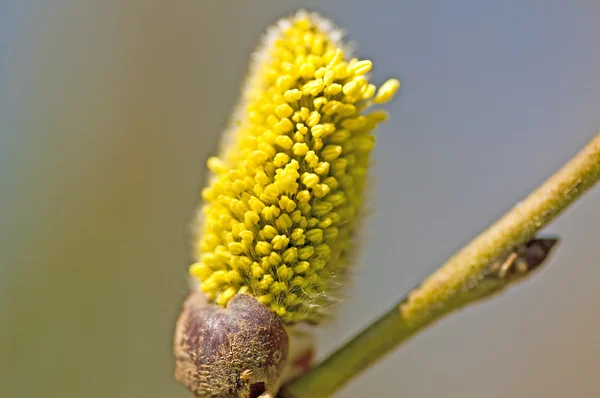 Willow blossom — Stock Photo, Image