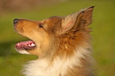 Collie yavrusu güneşli