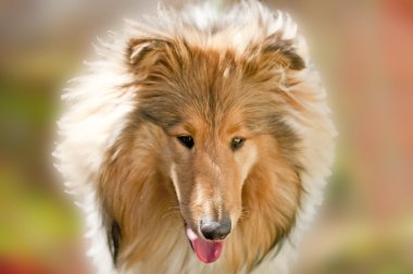 Collie in morning sun clipart