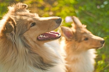 genç ve delikanlı Collie köpekleri