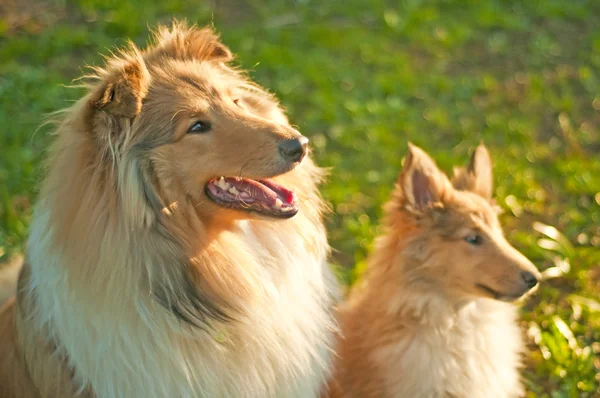Collie cães jovens e filhote — Fotografia de Stock