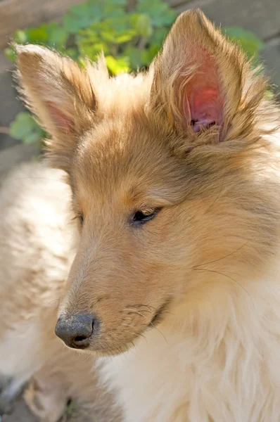 Cachorro de Collie soleado — Stockfoto