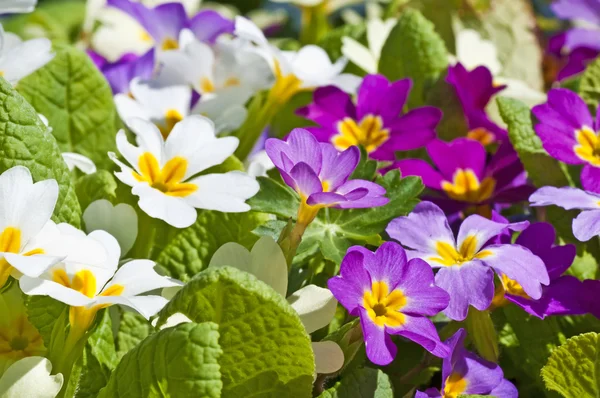 stock image Primroses in a garden