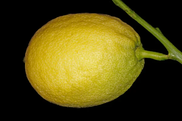 Zitronen an einem Baum — Stockfoto