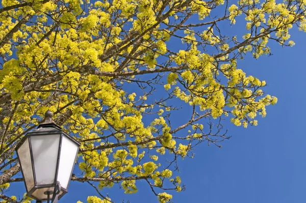 Acero in fiore con lanterna — Foto Stock