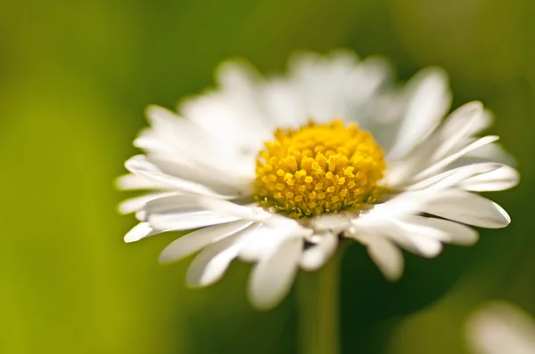 Daisy blommande — Stockfoto