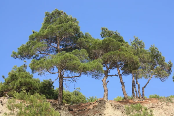 stock image Mountain trees on the rock