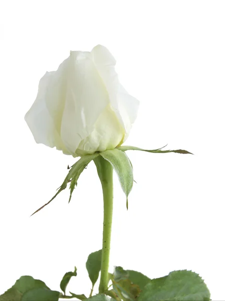 白い背景に白いバラ. — ストック写真