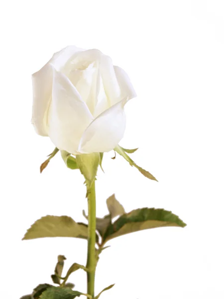 在白色背景上的白玫瑰. — 图库照片
