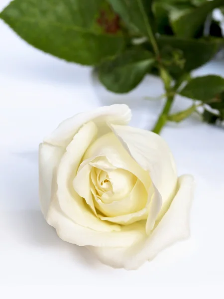 在白色背景上的白玫瑰. — 图库照片