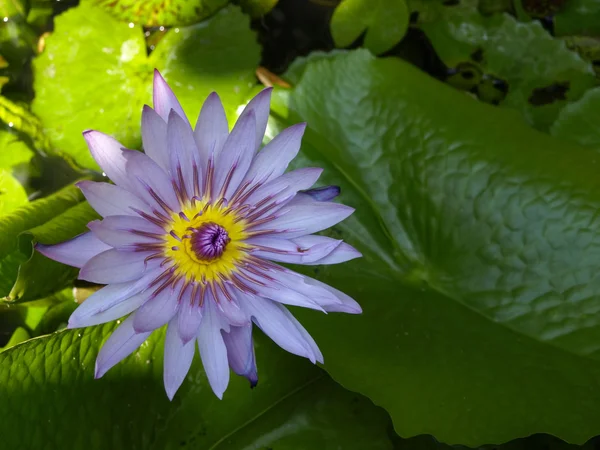 Lila Lotus aus Thailand — Stockfoto
