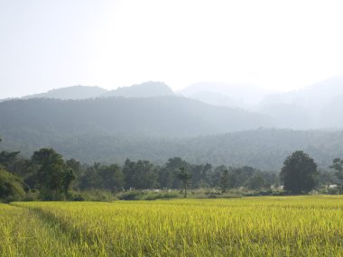 Olgun paddy yeşil alanı, Kuzey Tayland
