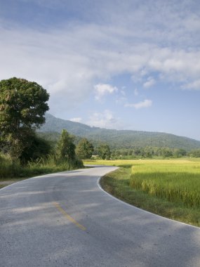 Olgun paddy yeşil alanı, Kuzey Tayland