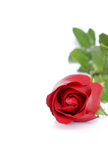 白い背景に赤いバラ. — ストック写真