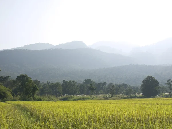 stock image Mature paddy in Green field, The North of Thailand