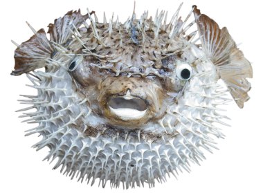 Exotic sea fish a hedgehog. clipart