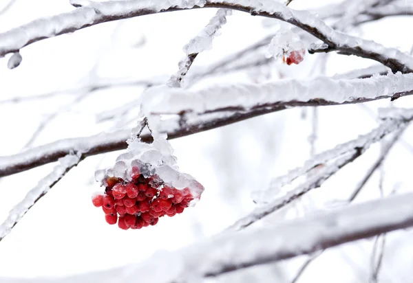 stock image Winter berries