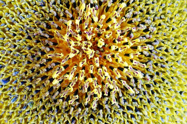 Macroshooting ayçiçeği bir çiçek