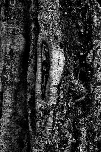 Stock image Root tree