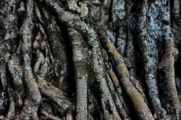 Korzeń drzewa — Zdjęcie stockowe