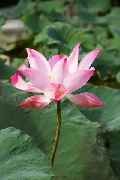 The lotus — Stock Photo, Image