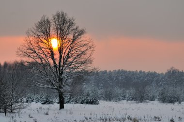 Winter sunset clipart