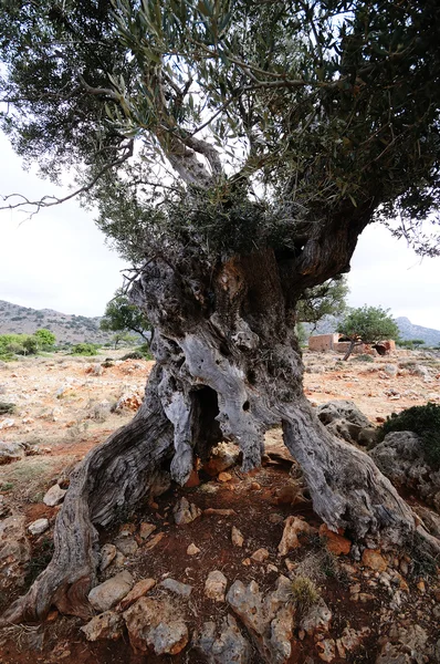 stock image Crete