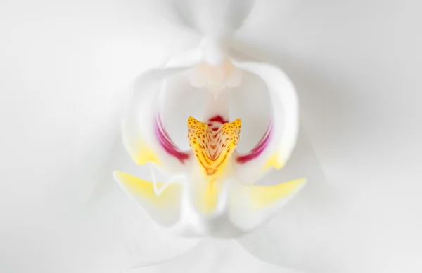 stock image White orchid