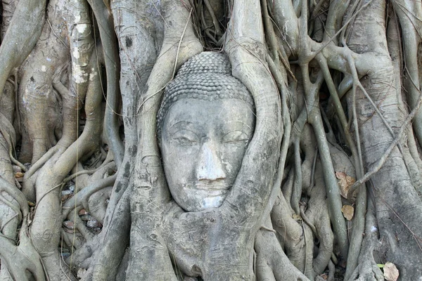 Tête de Bouddha à Ayutthaya — Photo