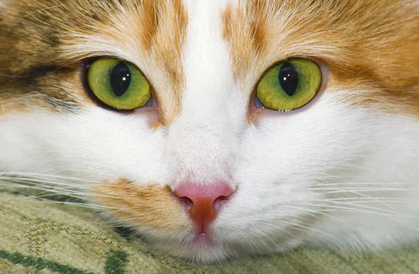 Porträt der gefleckten sibirischen Katze — Stockfoto