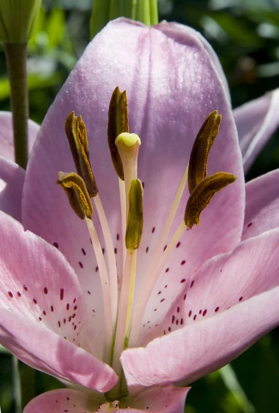 Lily çiçek stamens ve pistil