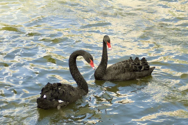 Dois cisnes negros — Fotografia de Stock