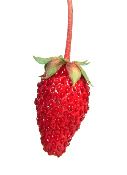 베리 딸기 — 스톡 사진