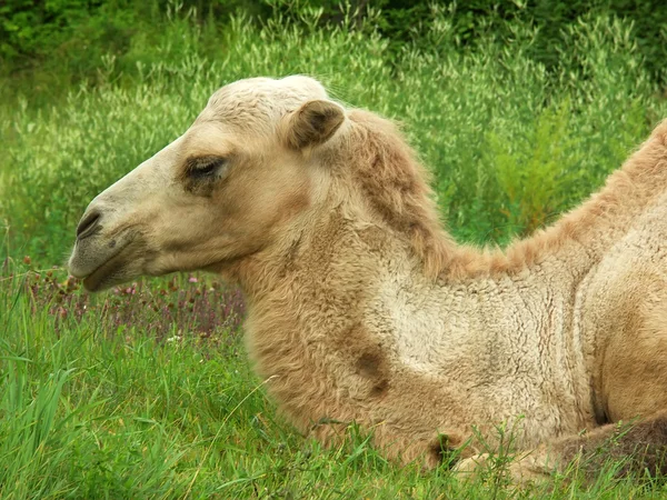 De kameel — Stockfoto