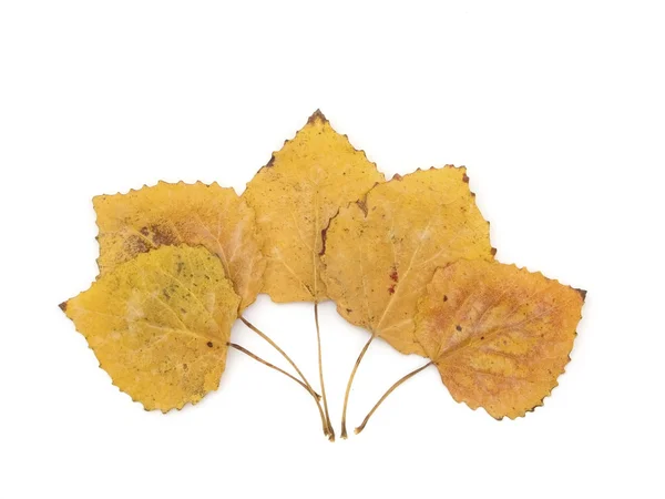 stock image Autumn leaves