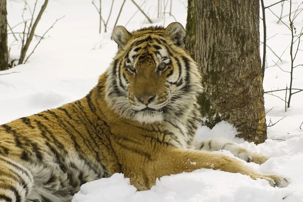 stock image Siberian tiger