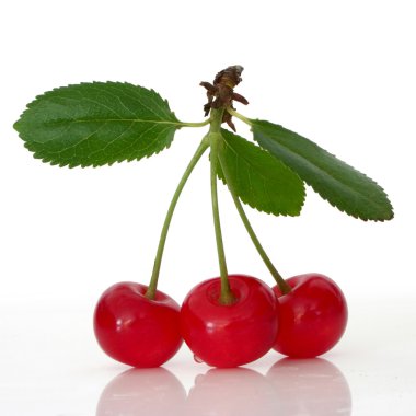 Sour cherry clipart