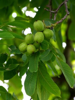 Green walnut clipart