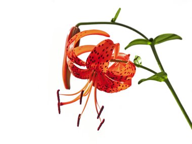 Lilium lansifolium