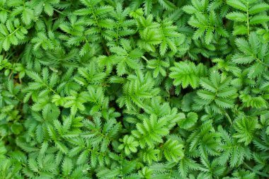 Silverweed (Potentilla anserina)