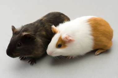 Pair of guinea pigs clipart