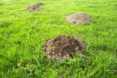 Molehill clipart