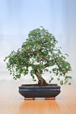 Bonsai tree clipart