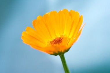 Calendula officinalis