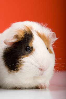 Guinea pig clipart