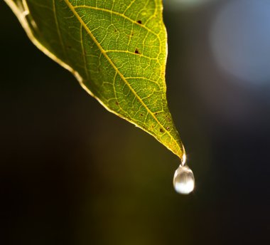 Falling water drop clipart