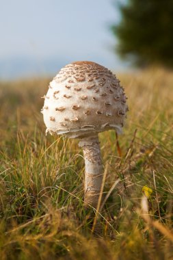 Parasol mushroom, Macrolepiota procera clipart