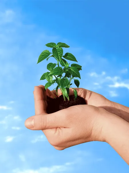 Plant in hand — Stock Photo, Image