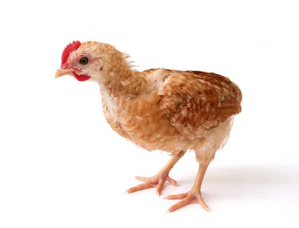 Курица — стоковое фото
