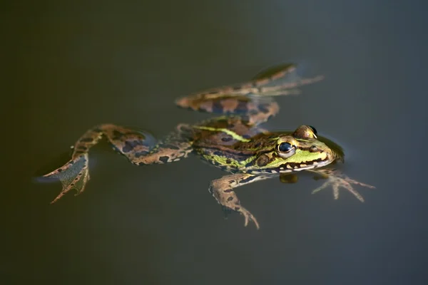 stock image Frog